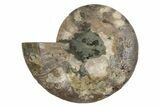 Cut & Polished Ammonite Fossil (Half) - Madagascar #371444-1